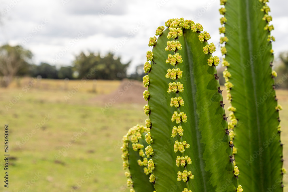 flowering cactus plant with of rural landscape flowering cactus plant with of rural landscape