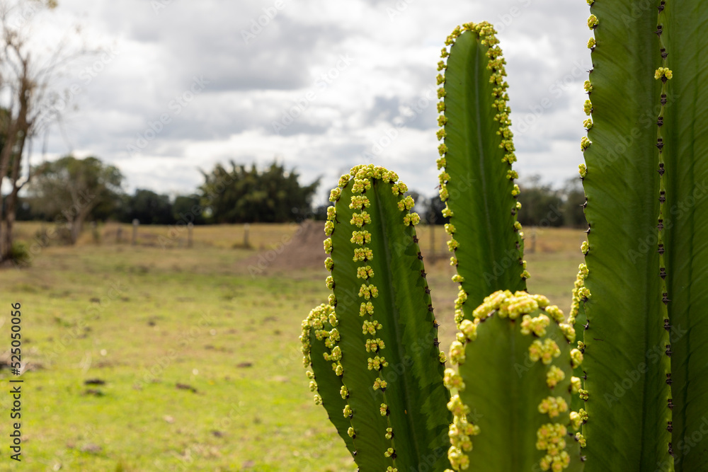 flowering cactus plant with of rural landscape flowering cactus plant with of rural landscape