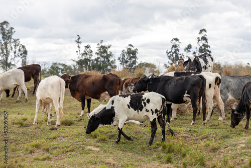 cattle of different breeds in the pasture