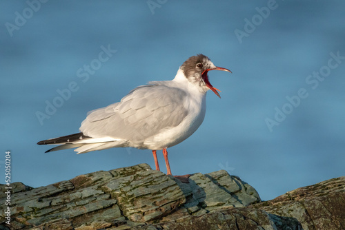 Canvas-taulu Black-Headed Gull Yawning by the Sea, Greystones, County Wicklow