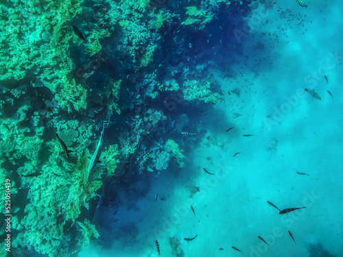 Fish swim among the coral reefs in the Red Sea at a depth. Natural turquoise green background with copy space