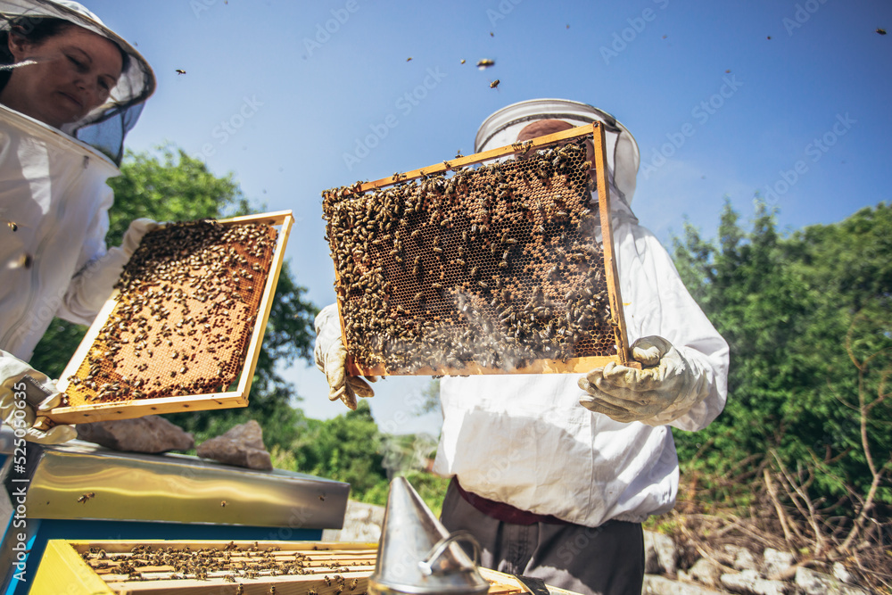 Beekeepers working to collect honey. Organic beekeeping concept. Beekeepers working to collect honey. Organic beekeeping concept.