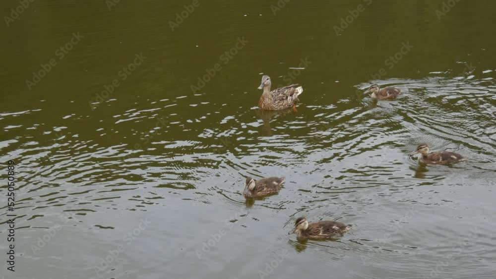 A family of ducklings and an adult duck swim on the black surface of the lake A family of ducklings and an adult duck swim on the black surface of the lake