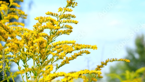 Foto Solidago, commonly called goldenrods, are herbaceous perennial species found in open areas such as meadows, prairies, and savannas