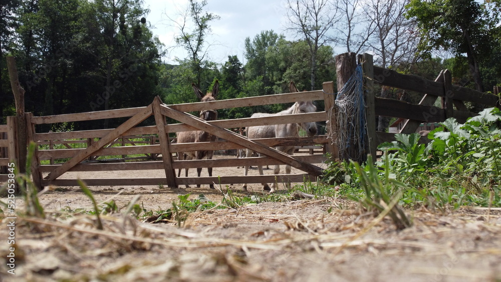 Two donkeys stand behind corral fence at donkey farm. Two muzzles of donkey close-up. Domestic rural animals in village. Livestock, stock raising, animal breeding, corral, ungulates, animal husbandry Two donkeys stand behind corral fence at donkey farm. Two muzzles of donkey close-up. Domestic rural animals in village. Livestock, stock raising, animal breeding, corral, ungulates, animal husbandry