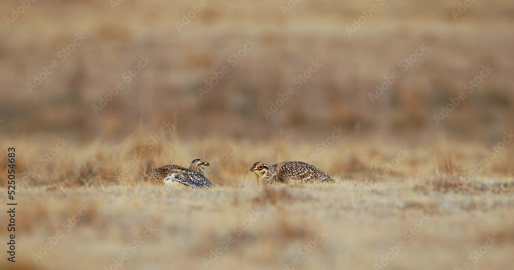 Sharp-tailed Grouse Couple Mating Dance On Lek. Tympanuchus Phasianellus. ground-level shot Sharp-tailed Grouse Couple Mating Dance On Lek. Tympanuchus Phasianellus. ground-level shot