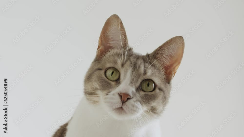 Curious domestic cat portrait on white background Curious domestic cat portrait on white background