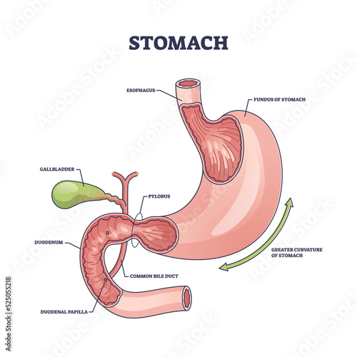Stomach organ structure and medical digestive model anatomy outline diagram. Labeled educational scheme with body inner parts and physiology vector illustration. Gallbladder and pylorus location. photo