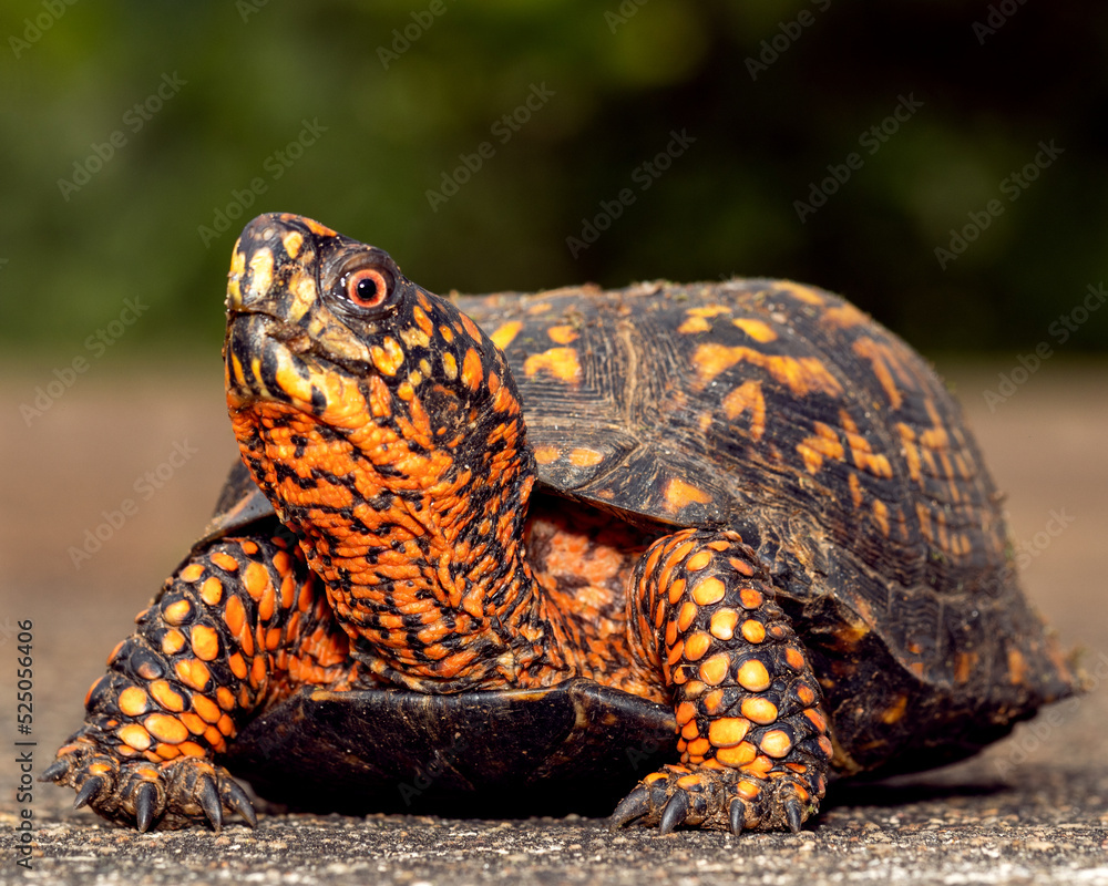 Turtle in South Carolina Turtle in South Carolina