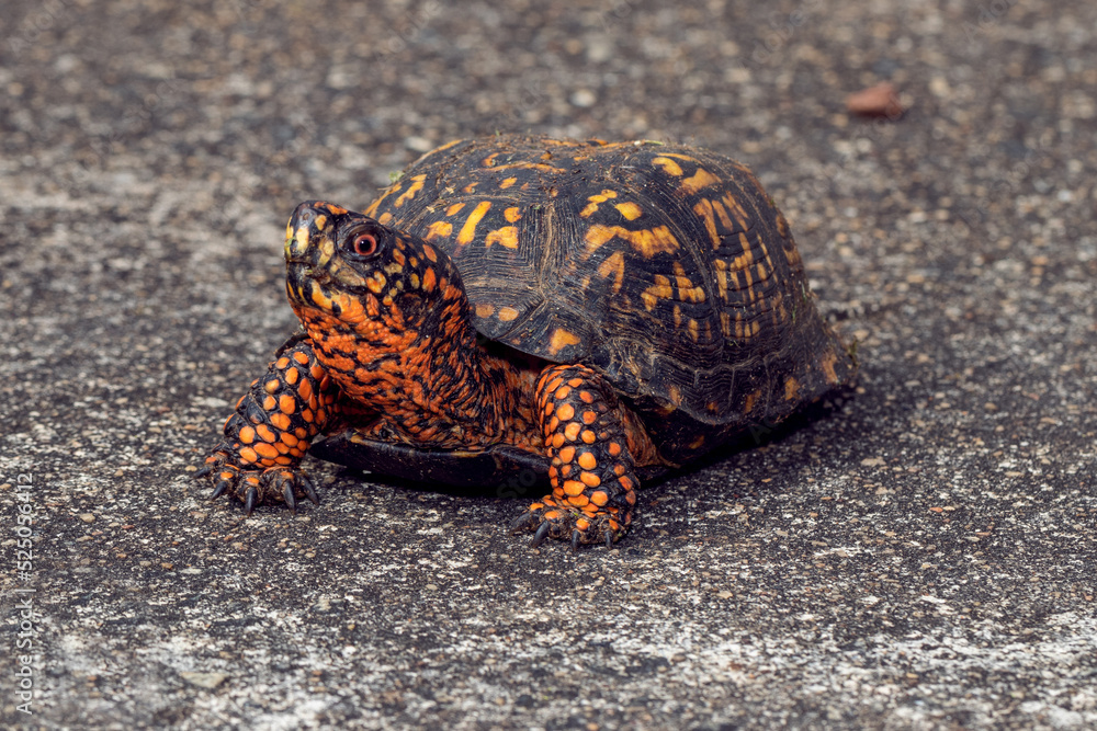 Turtle in South Carolina Turtle in South Carolina