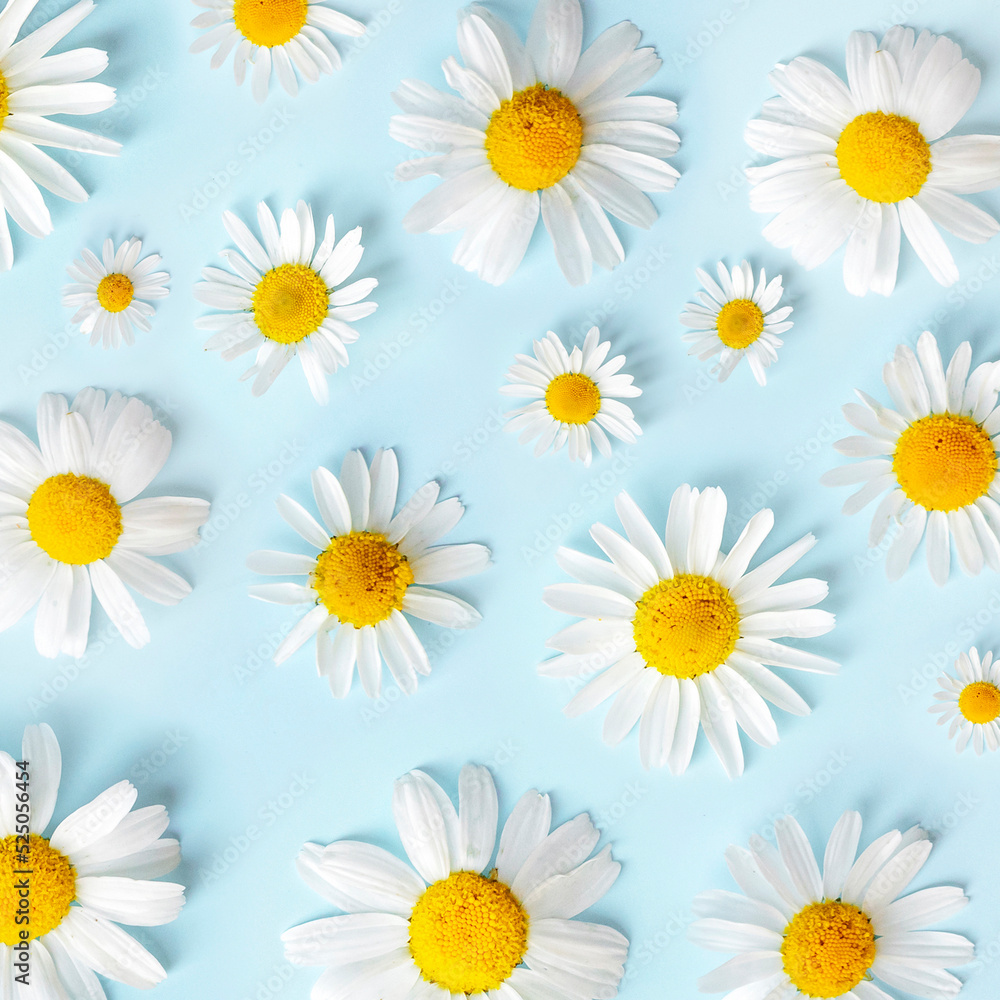 Daisy pattern. Flat lay chamomile flowers on blue background. Top view Daisy pattern. Flat lay chamomile flowers on blue background. Top view
