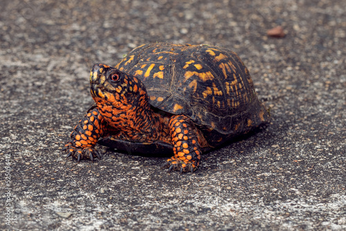 Turtle in South Carolina