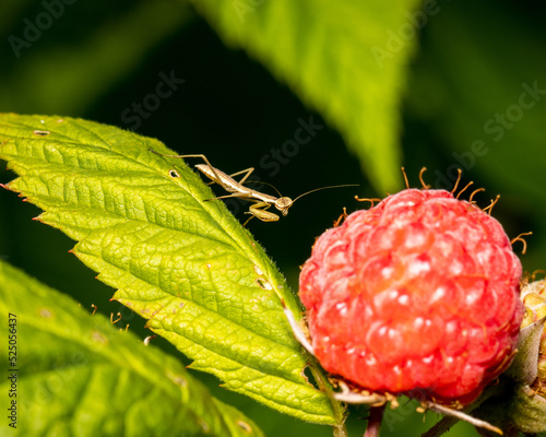 praying mantis on a raspberry bush