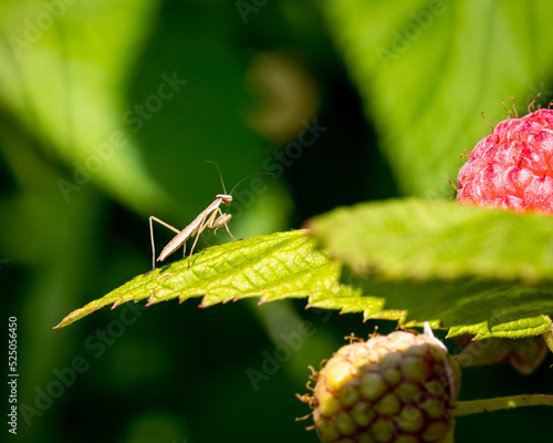 praying mantis on a raspberry bush