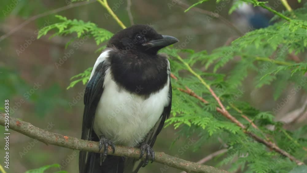 bird magpie on branch perced turn head front view natural world norway bird magpie on branch perced turn head front view natural world norway