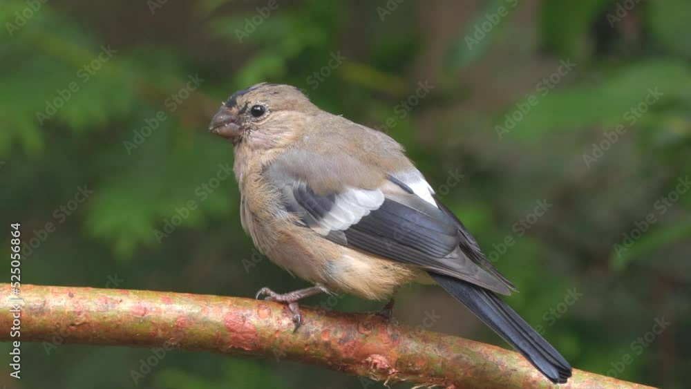 bullfinch juvenile female bird perched on branch side view natural world norway bullfinch juvenile female bird perched on branch side view natural world norway