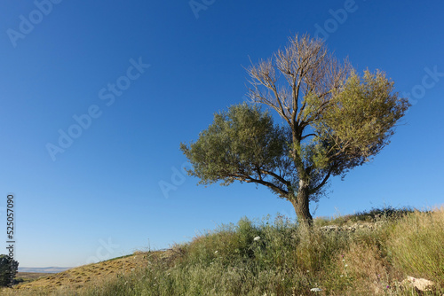 willow tree in continental climate, blue sky and willow tree,