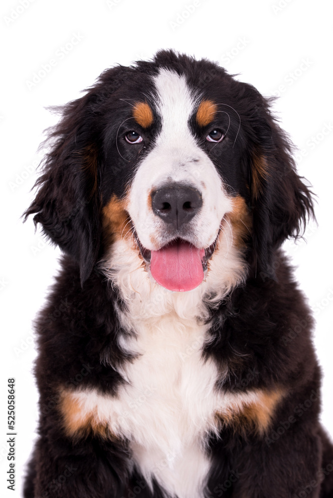 portrait of the Bernese Mountain Dog puppy
