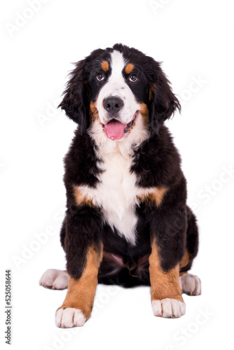 portrait of the Bernese Mountain Dog puppy