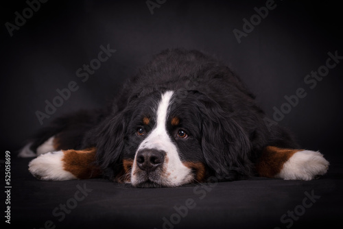 portrait of the Bernese Mountain Dog 