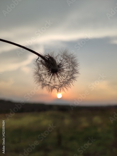 dandelion on sunset