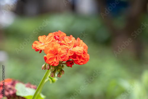 A bright red geranium flower with green burgeons and leaves is in the summer garden