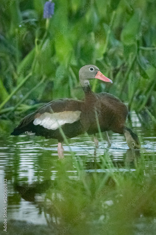 Black Belly Whistling duck Black Belly Whistling duck