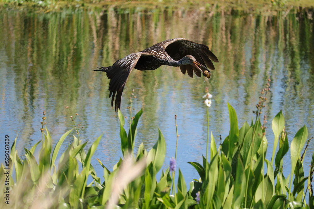 Limpkin in Flight with Apple Snail Catch Sweetwater Wetlands Park Limpkin in Flight with Apple Snail Catch Sweetwater Wetlands Park