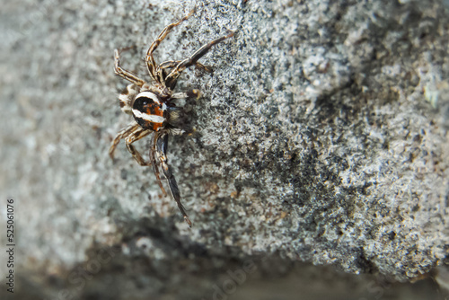 This is a macro photo of a spider. spider macro photo, jumping spider photo, close-up photo of spider.