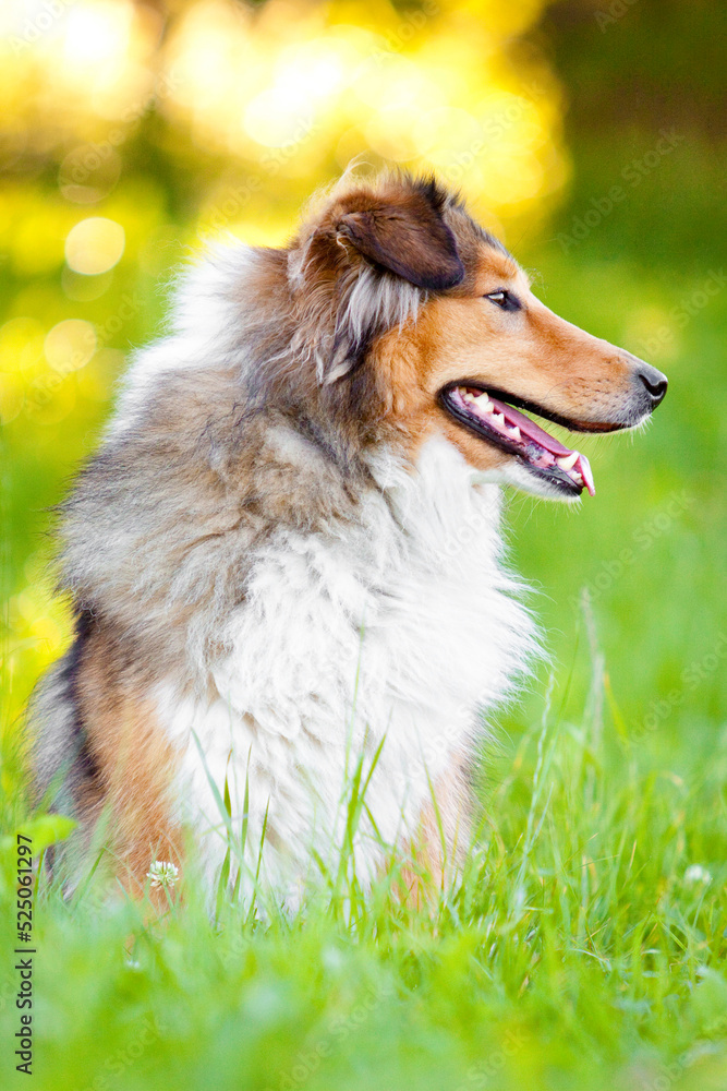 rough collie dog portrait with tongue out while sitting in grass and looking to the side