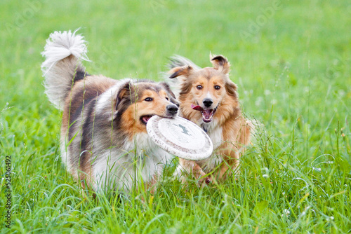 Fotografia two dogs, a collie and mongrel dog running through grass playing with a frisbee