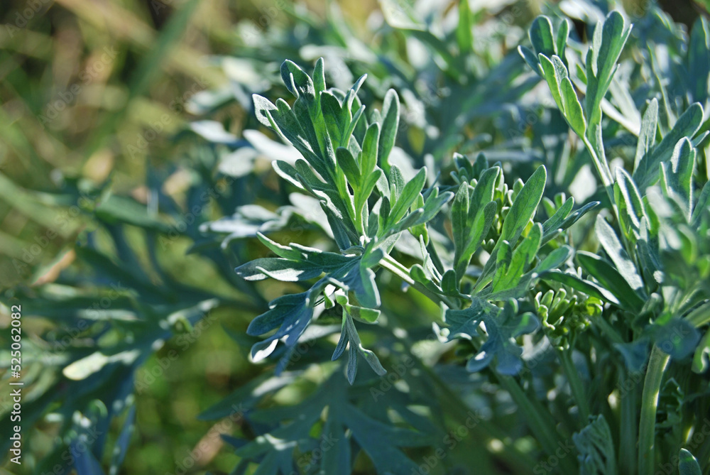 Wormwood plant close up, leaves of absinthe wormwood in the wild