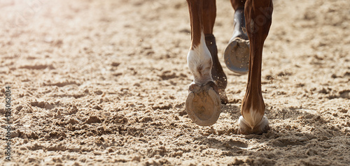 Fotografija Close-up view of the horse's hoofs during show jumping event, horse running in s
