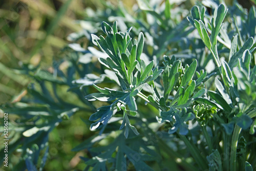 Wormwood plant close up, leaves of absinthe wormwood in the wild