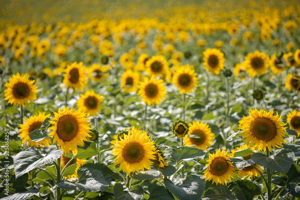 large farm field with young sunflowers in full bloom