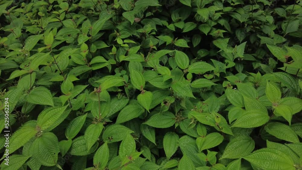 Miconia crenata (Clidemia hirta) soapbush or Koster's curse plant Miconia crenata (Clidemia hirta) soapbush or Koster's curse plant