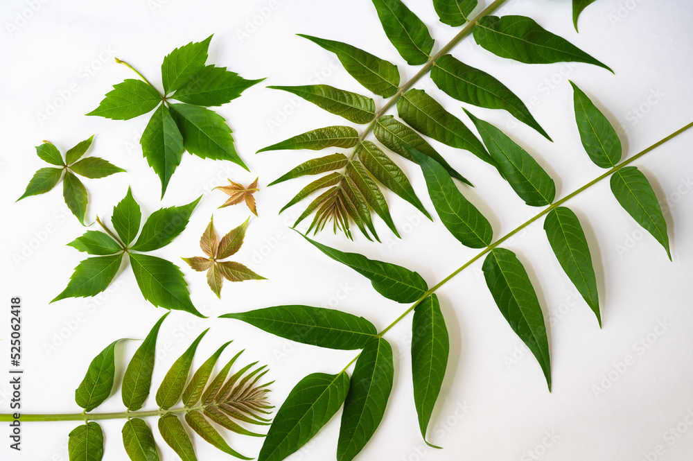 Decorative twig with green leaf on white background. Decorative twig with green leaf on white background.