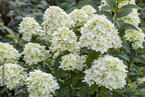 Hydrangea paniculata sort Limelight: hydrangea with green flowers blooms in the garden in summer