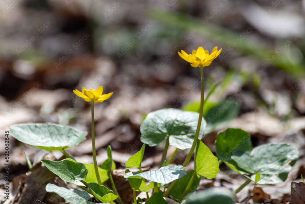 Yellow Lesser celandine flowers close-up in spring forest. Selective focus, blurred background with vibrant greenery foliage Yellow Lesser celandine flowers close-up in spring forest. Selective focus, blurred background with vibrant greenery foliage