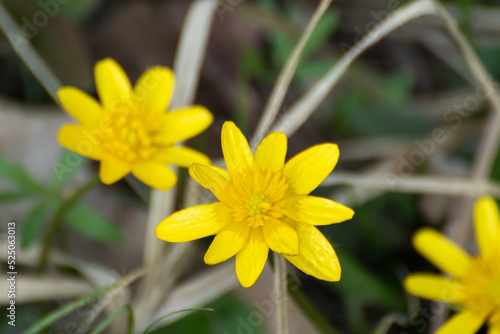 Yellow Lesser celandine spring flowers close-up. Nature blossom with blurred background