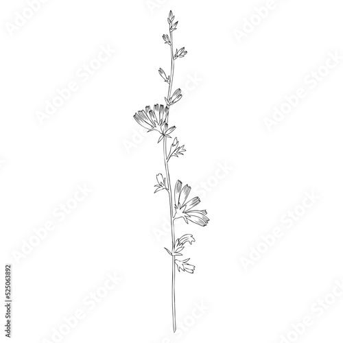 Chicory flower branch hand drawn graphic vector line art illustration, medical Endive plant doodle sketch isolated on white background for design greeting card, wedding invite, medicine, tea, cosmetic