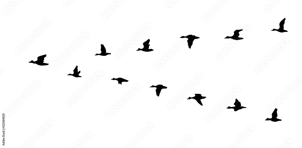 Flying duck silhouette. Vector illustration Flying duck silhouette. Vector illustration