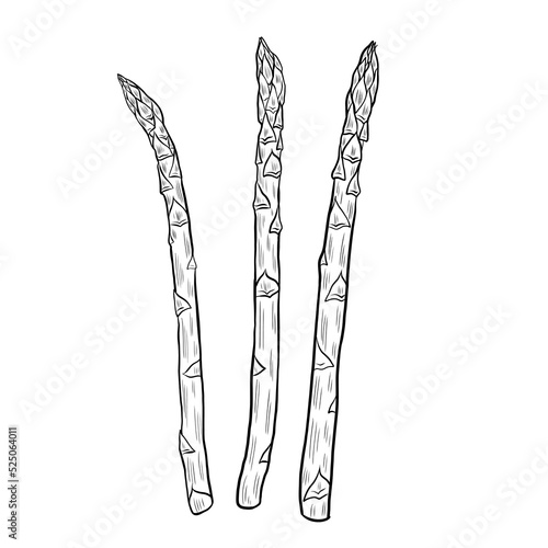 Asparagus hand drawn vector illustration isolated on white, sprouts bunch set, farm vegetable, vegetarian food drawings sketch style, Sparrow grass line art for design agricultural market, menu, label