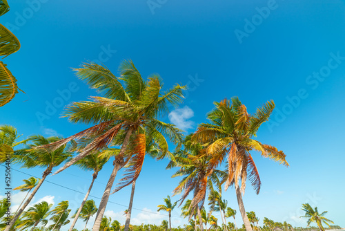 Palm trees under a blue sky in Florida