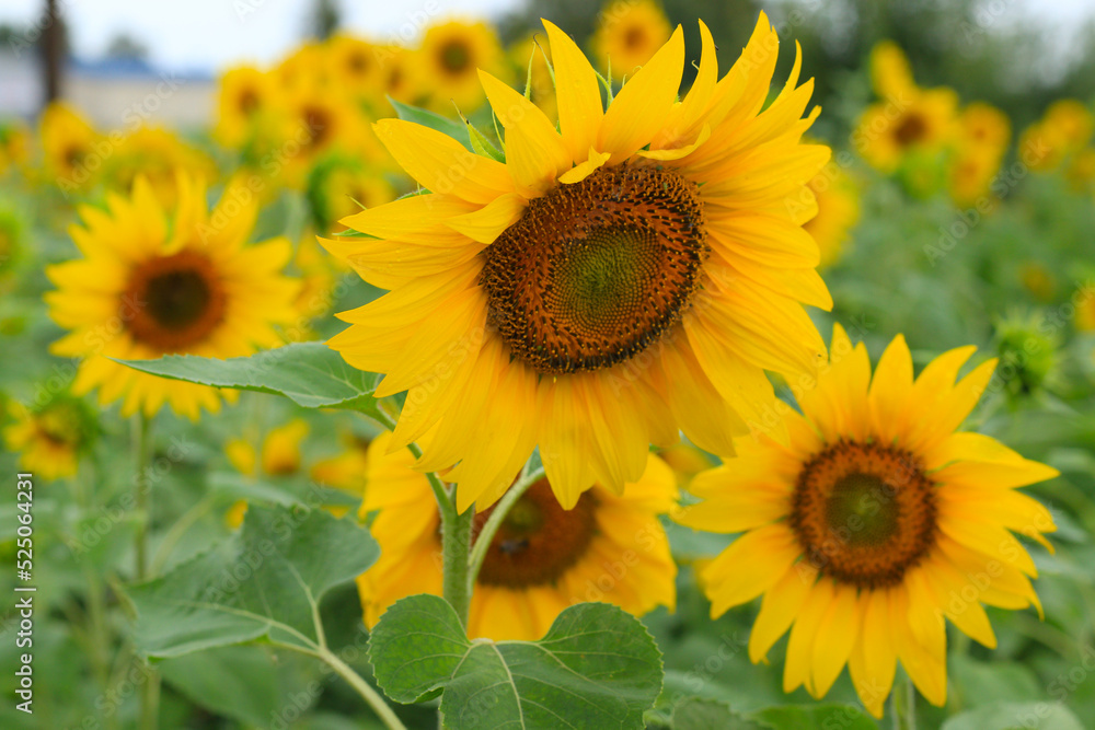 field of organic yellow sunflowers