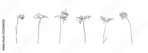 Hand drawn flower collection. Set of outline stem chamomile and clover flowers. Black isolated plants sketch vector on white background. Herb wildflower decorative print elements