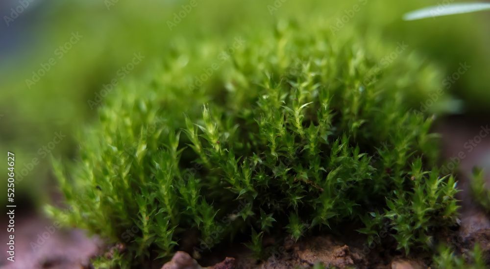 Beautiful bright mossy green growing covering the rough rocks and on the ground in the forest is shown with a macro view of rocks filled with moss textures in nature for wallpaper. Beautiful bright mossy green growing covering the rough rocks and on the ground in the forest is shown with a macro view of rocks filled with moss textures in nature for wallpaper.