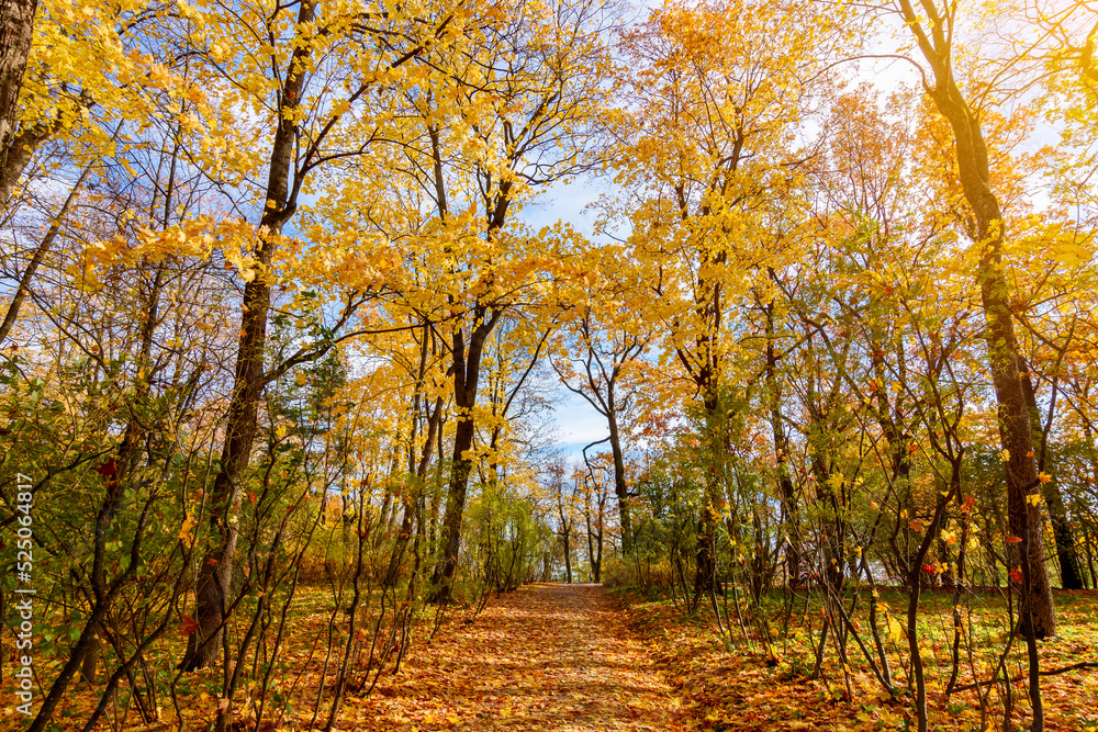 Naklejka premium Autumn foliage in Catherine park, Pushkin (Tsarskoe Selo), Saint Petersburg, Russia
