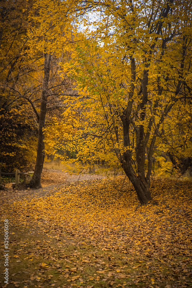 Naklejka premium golden autumn landscape, yellow leaves in a forest or park, beautiful fall background, outdoor shot