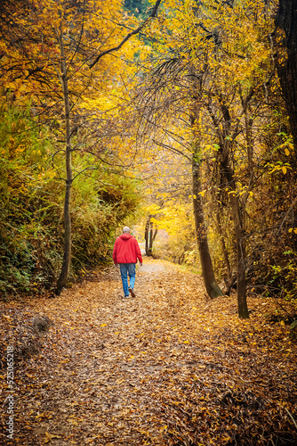 people walking in golden autumn landscape, yellow leaves in a forest or park, beautiful fall background, outdoor shot © Alena Yakusheva